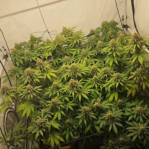 Runtz Muffin growlog timeline photo