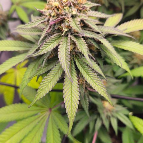 Runtz Muffin growlog timeline photo