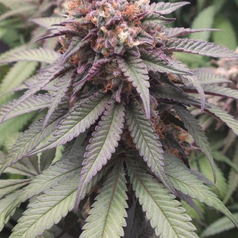 Runtz Muffin growlog timeline photo
