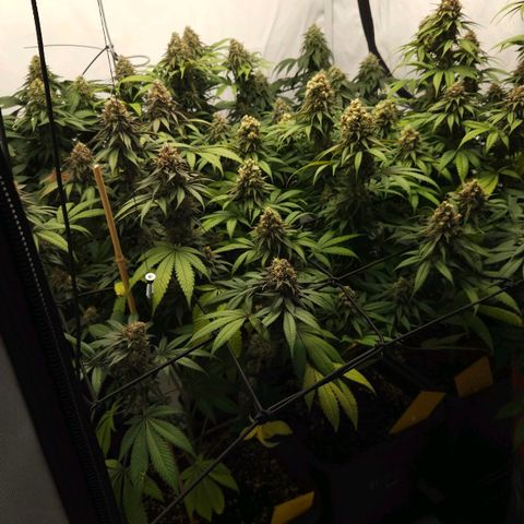 Runtz Muffin growlog timeline photo