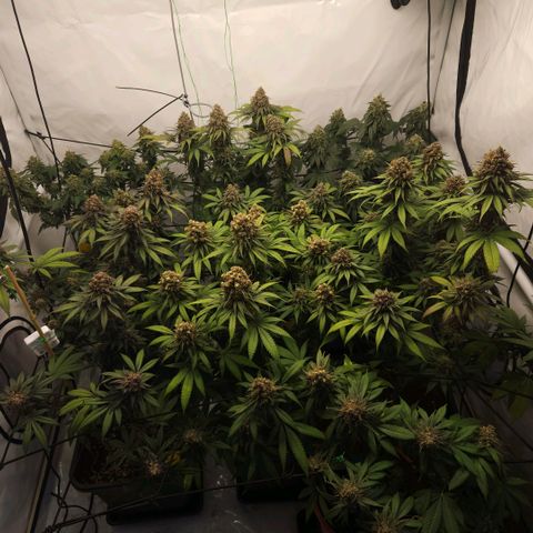 Runtz Muffin growlog timeline photo