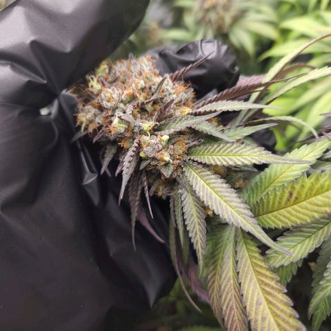 Runtz Muffin growlog timeline photo