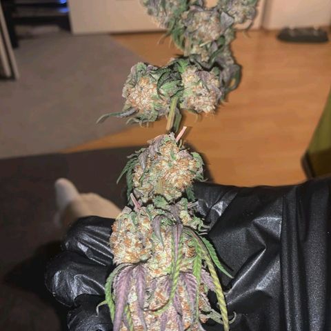 Runtz Muffin growlog timeline photo
