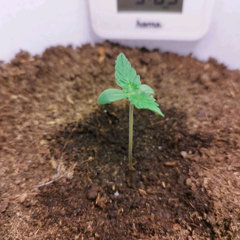 Gorila glue  growlog timeline photo