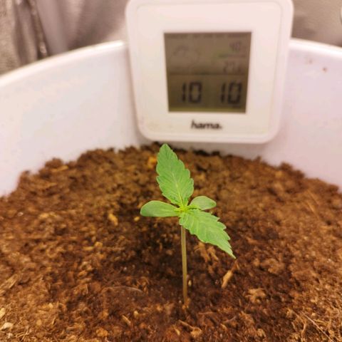 Gorila glue  growlog timeline photo