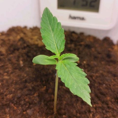 Gorila glue  growlog timeline photo