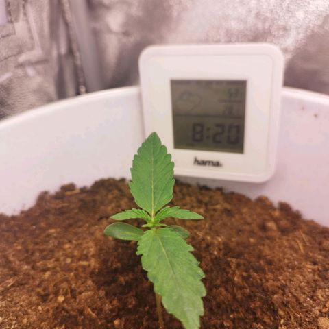 Gorila glue  growlog timeline photo
