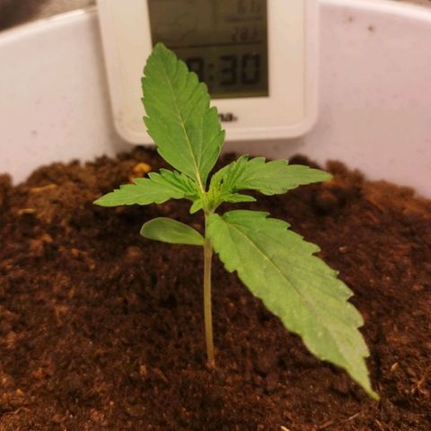 Gorila glue  growlog timeline photo
