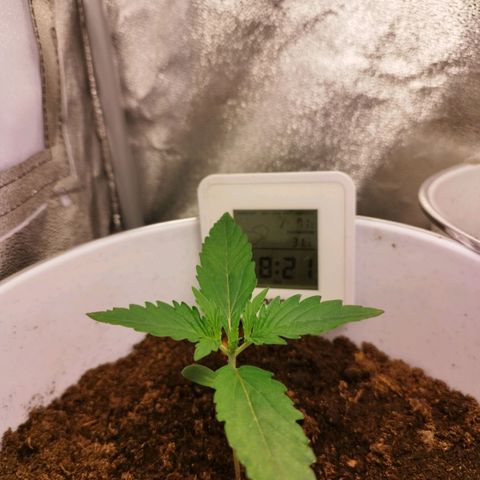 Gorila glue  growlog timeline photo