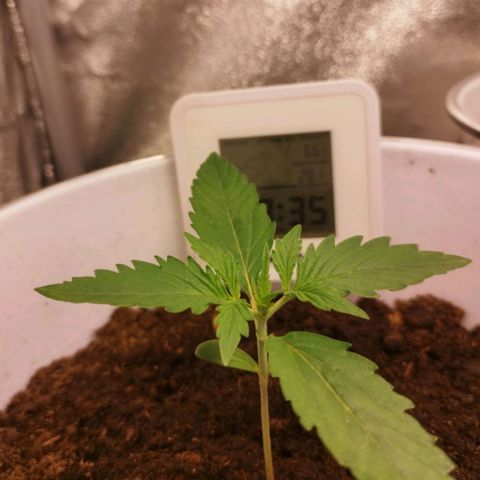 Gorila glue  growlog timeline photo