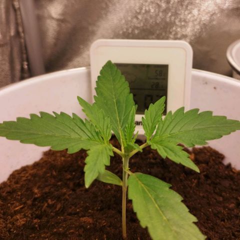 Gorila glue  growlog timeline photo