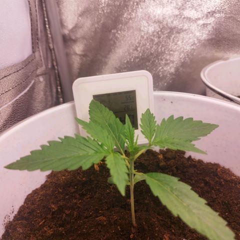 Gorila glue  growlog timeline photo