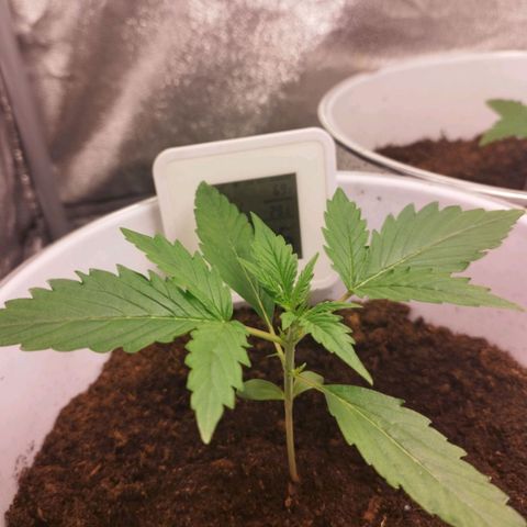 Gorila glue  growlog timeline photo