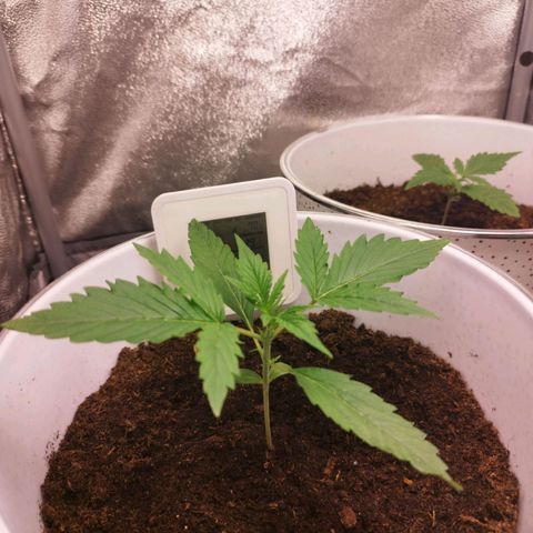 Gorila glue  growlog timeline photo