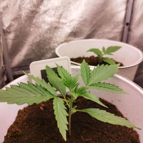 Gorila glue  growlog timeline photo