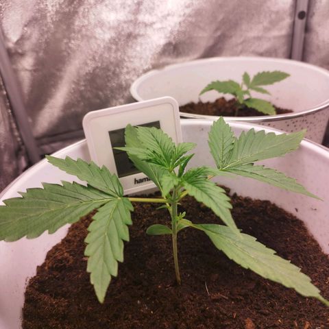 Gorila glue  growlog timeline photo