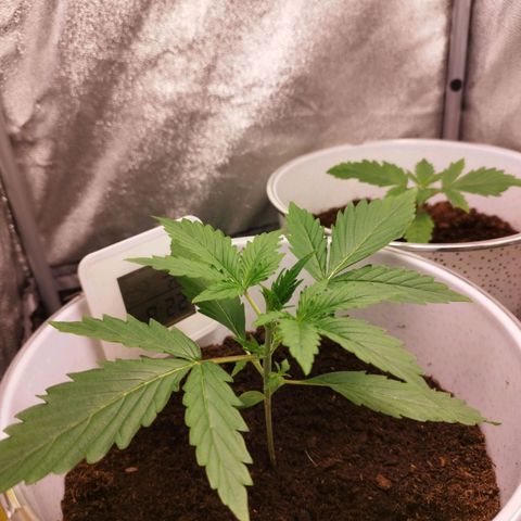 Gorila glue  growlog timeline photo