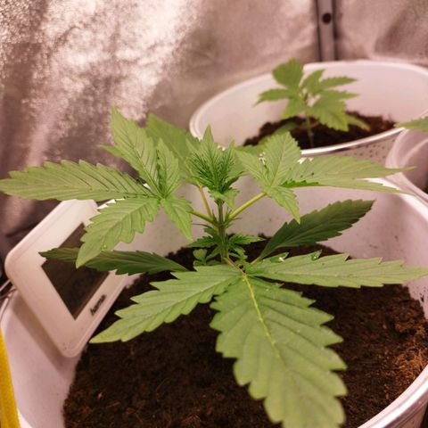 Gorila glue  growlog timeline photo