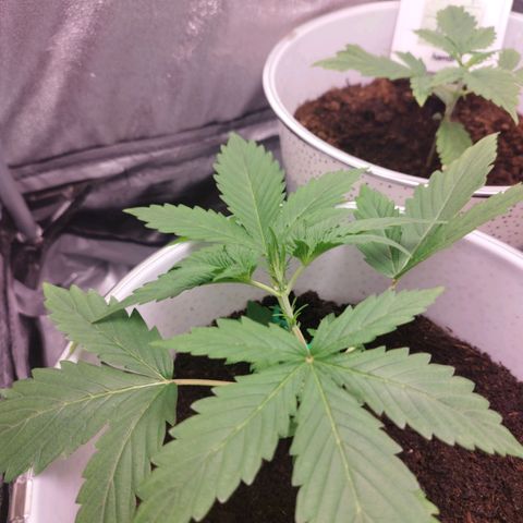 Gorila glue  growlog timeline photo