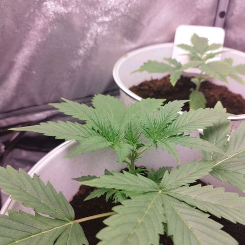 Gorila glue  growlog timeline photo