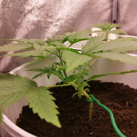 Gorila glue  growlog timeline photo