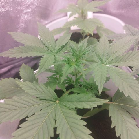 Gorila glue  growlog timeline photo