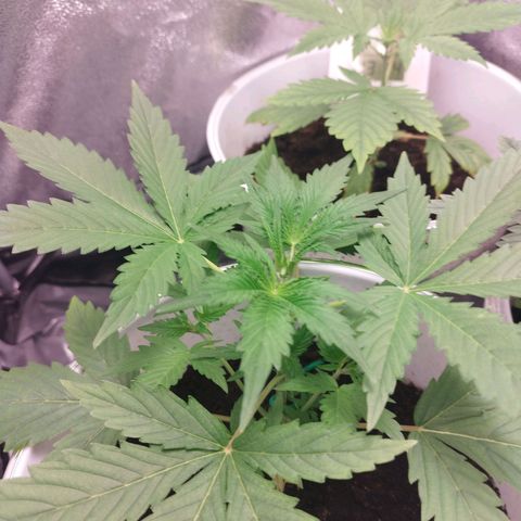 Gorila glue  growlog timeline photo