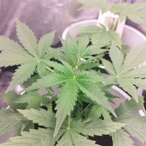 Gorila glue  growlog timeline photo