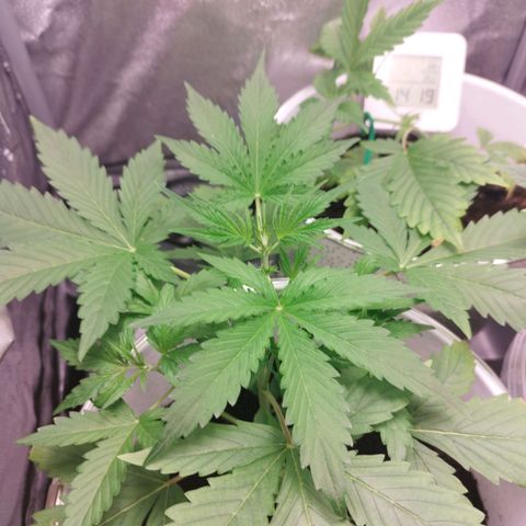 Gorila glue  growlog timeline photo