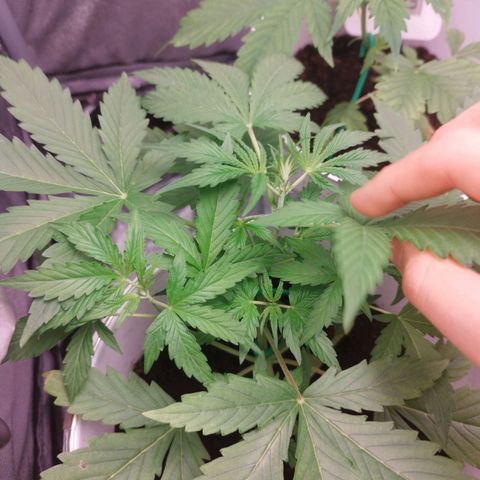 Gorila glue  growlog timeline photo