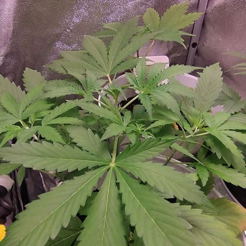 Gorila glue  growlog timeline photo