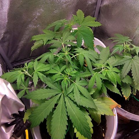 Gorila glue  growlog timeline photo