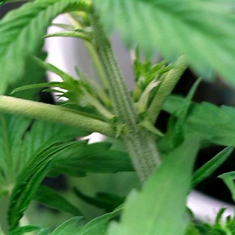 Gorila glue  growlog timeline photo