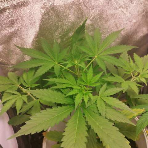 Gorila glue  growlog timeline photo