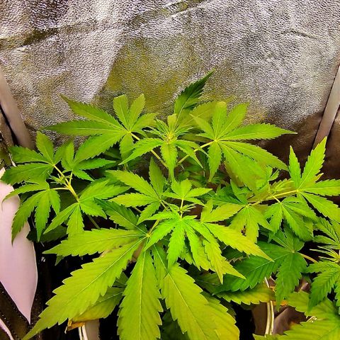 Gorila glue  growlog timeline photo