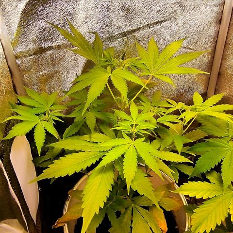 Gorila glue  growlog timeline photo