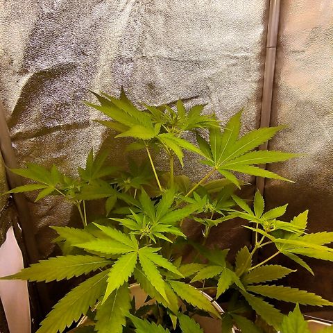 Gorila glue  growlog timeline photo