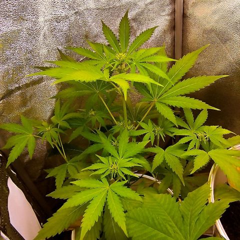 Gorila glue  growlog timeline photo