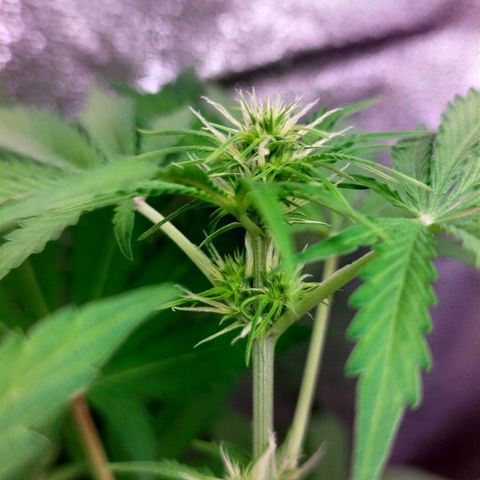 Gorila glue  growlog timeline photo