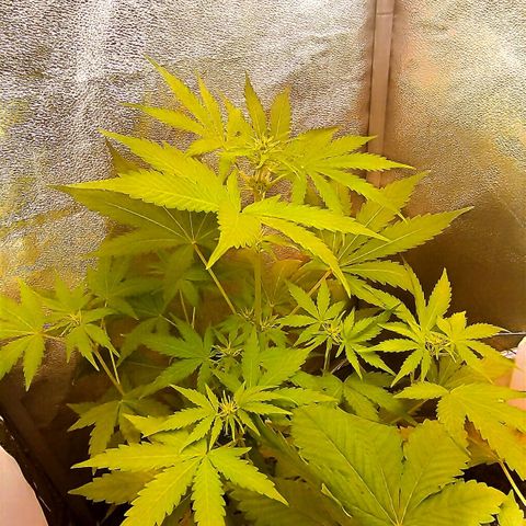 Gorila glue  growlog timeline photo