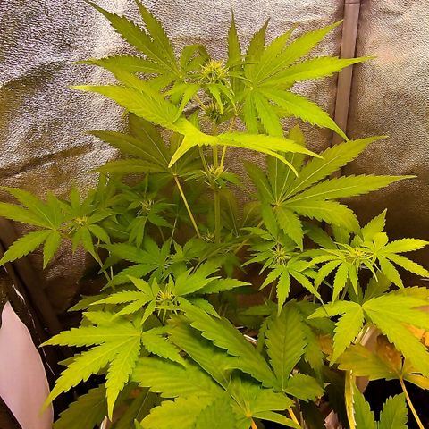 Gorila glue  growlog timeline photo