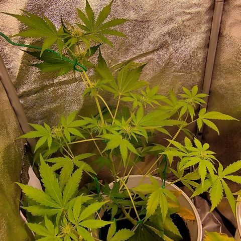Gorila glue  growlog timeline photo