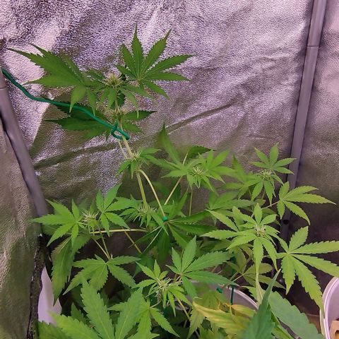 Gorila glue  growlog timeline photo