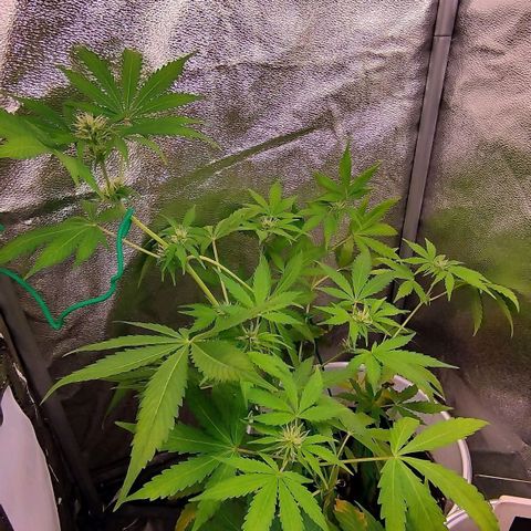Gorila glue  growlog timeline photo