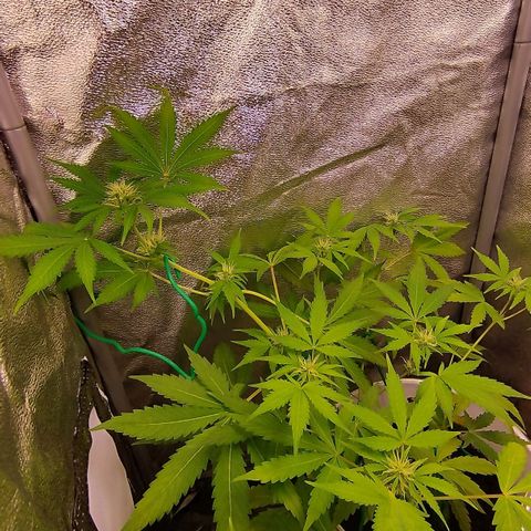 Gorila glue  growlog timeline photo