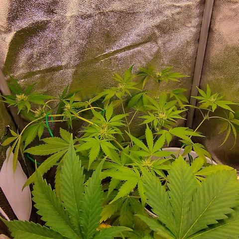 Gorila glue  growlog timeline photo