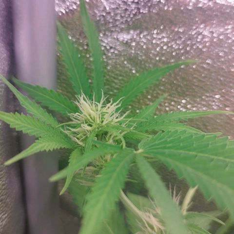 Gorila glue  growlog timeline photo
