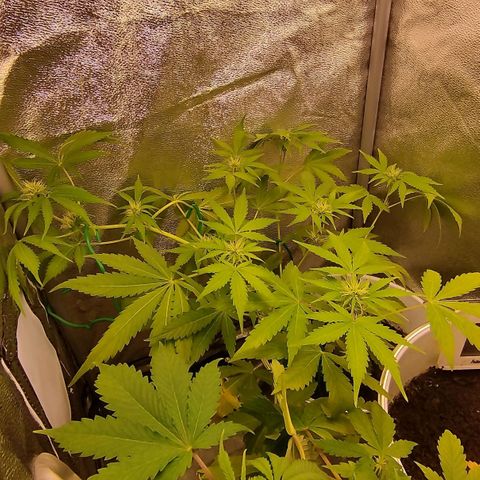 Gorila glue  growlog timeline photo