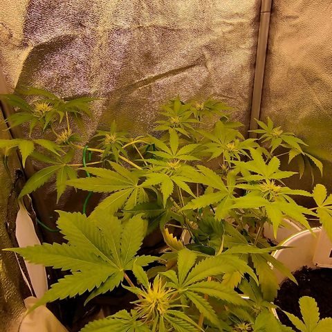 Gorila glue  growlog timeline photo