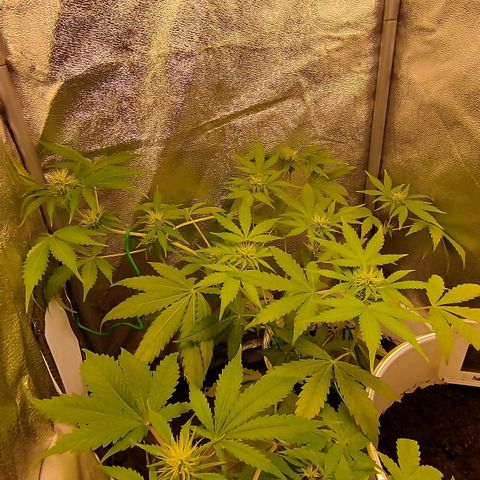 Gorila glue  growlog timeline photo